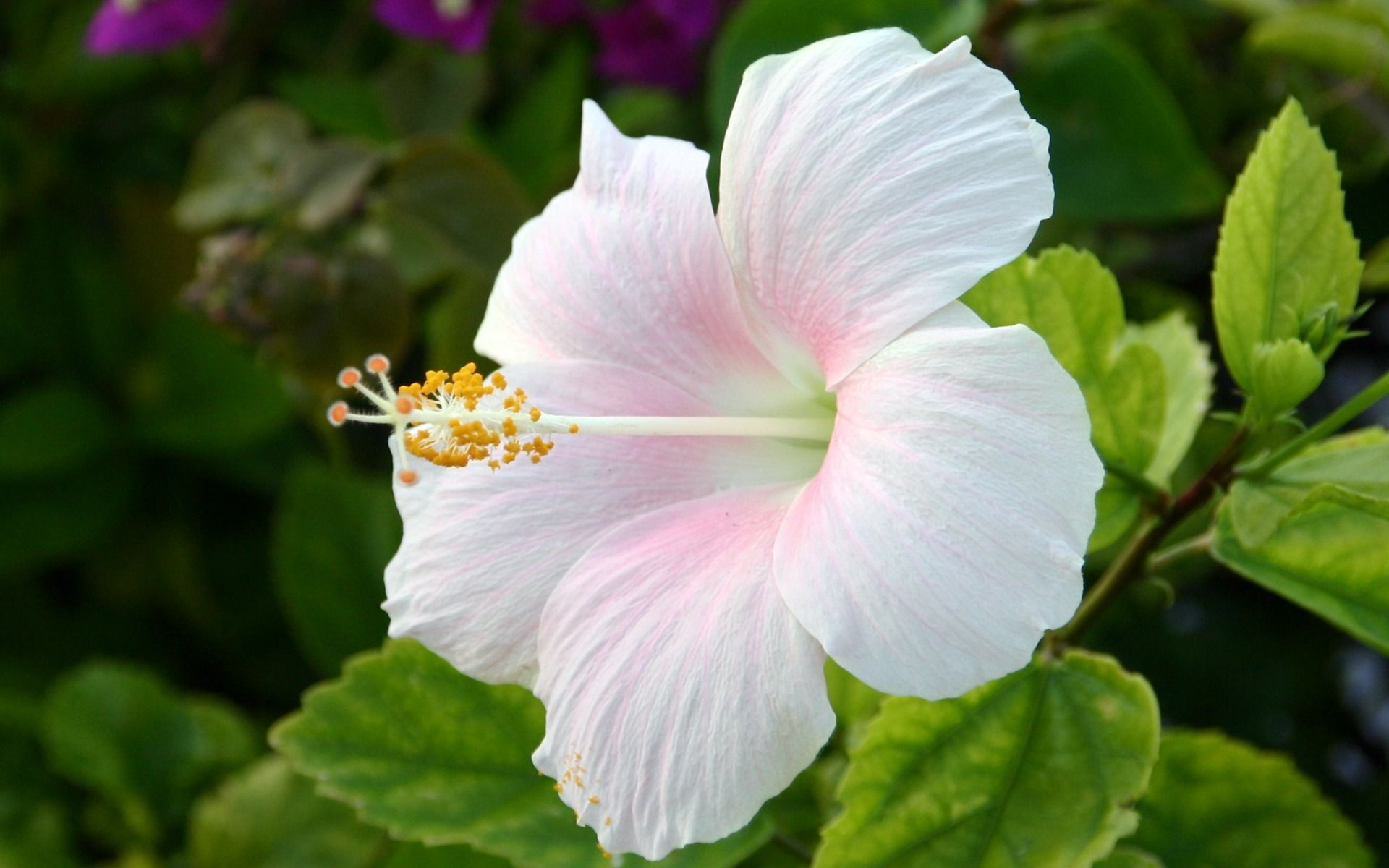 11 Spiritual Meanings of Hibiscus