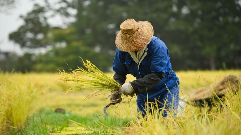 Dreaming About Farms: Symbolism and Hidden Meaning