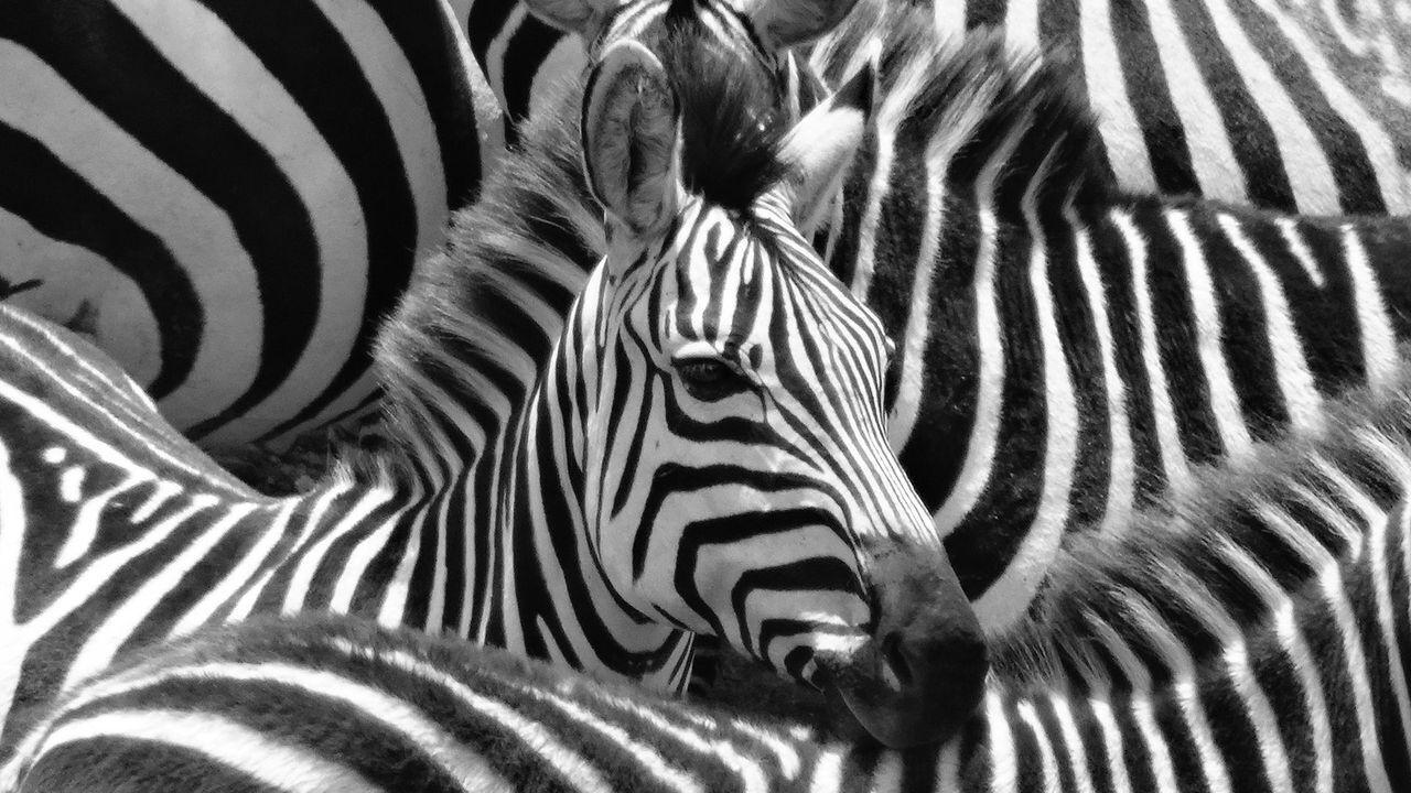 What Zebra Dreams Symbolize: Possible Interpretations