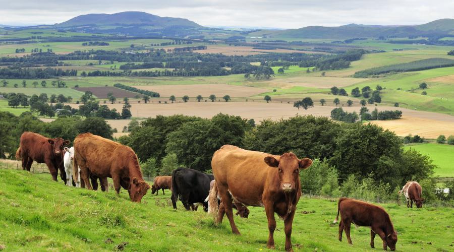 Dreaming About Farms: Symbolism and Hidden Meaning