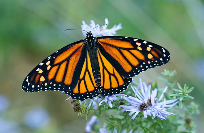 Monarch Butterfly Spirit Animal: What Does a Monarch Butterfly Symbolize?