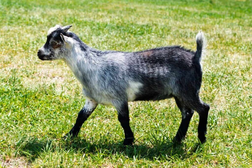 Goat Spirit Animal: What Does a Goat Symbolize?