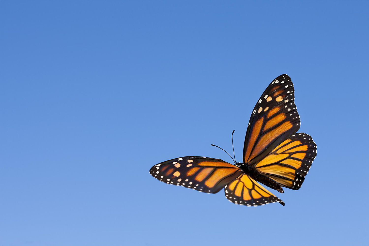 Monarch Butterfly Spirit Animal: What Does a Monarch Butterfly Symbolize?