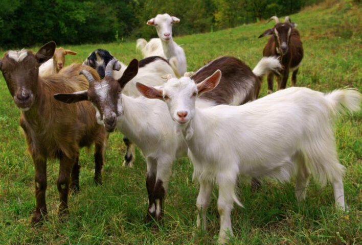 Goat Spirit Animal: What Does a Goat Symbolize?