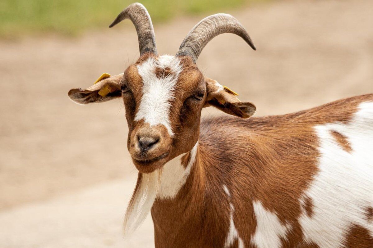 Goat Spirit Animal: What Does a Goat Symbolize?