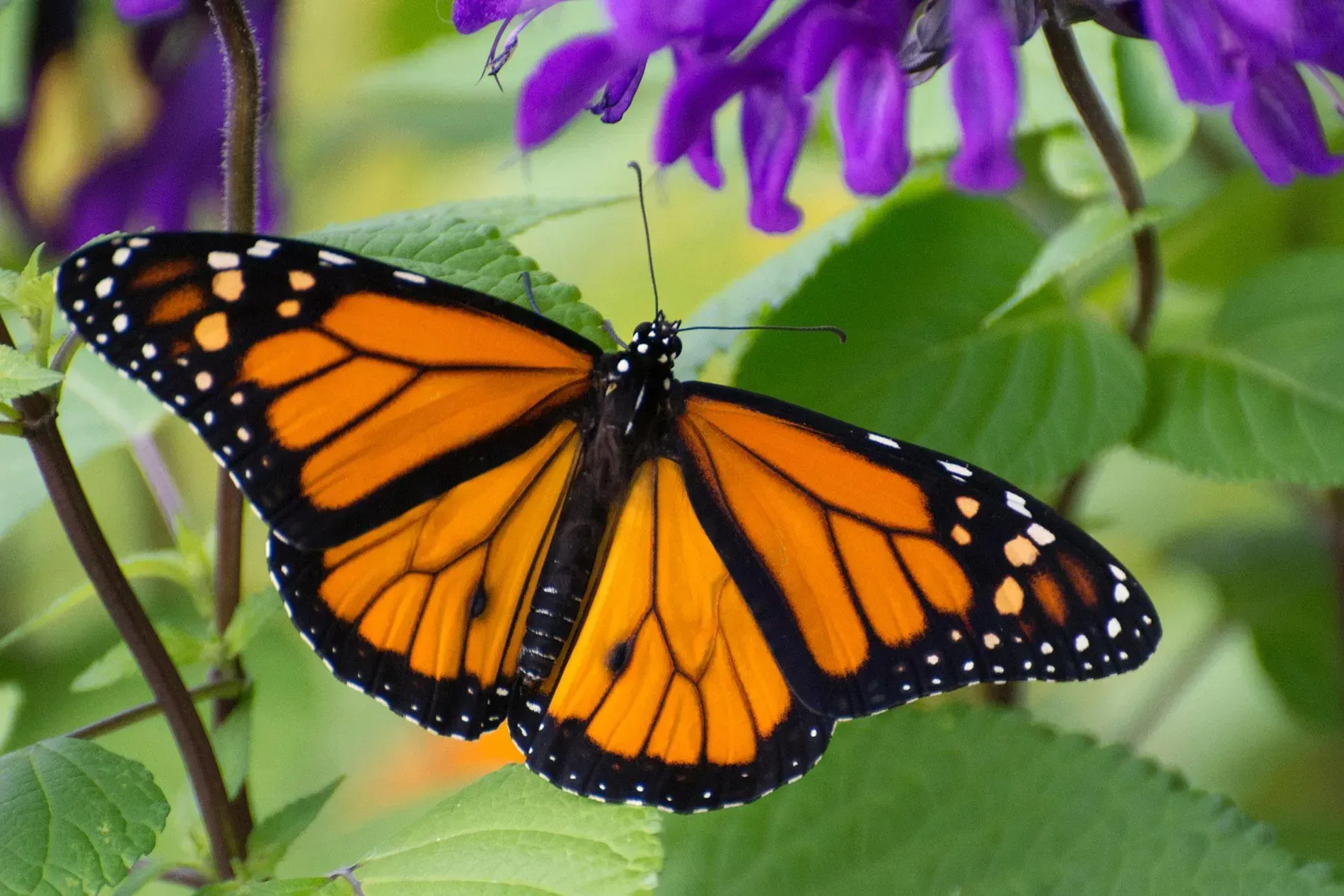 Monarch Butterfly Spirit Animal: What Does a Monarch Butterfly Symbolize?