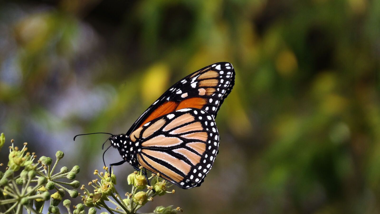 Monarch Butterfly Spirit Animal: What Does a Monarch Butterfly Symbolize?