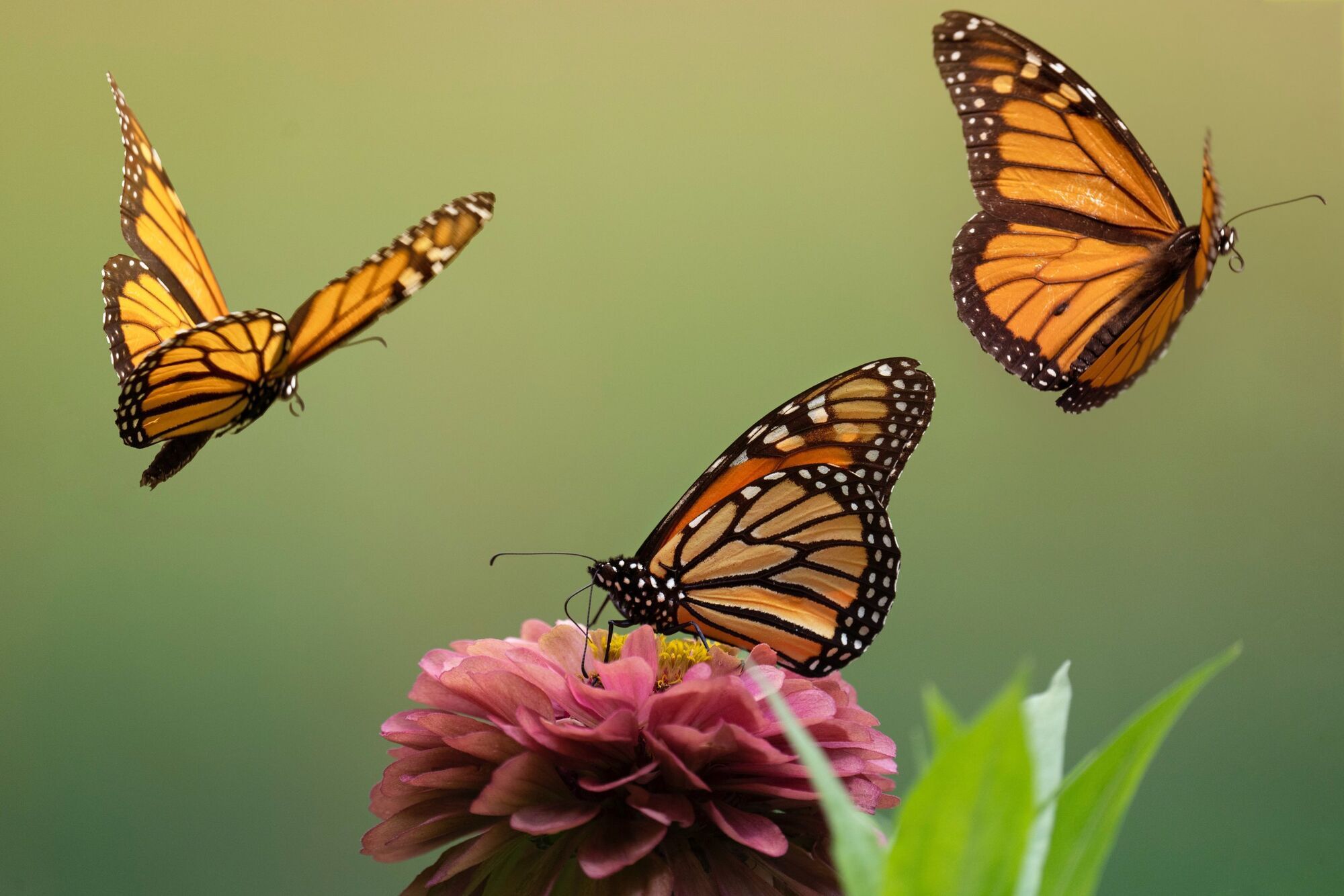 Monarch Butterfly Spirit Animal: What Does a Monarch Butterfly Symbolize?