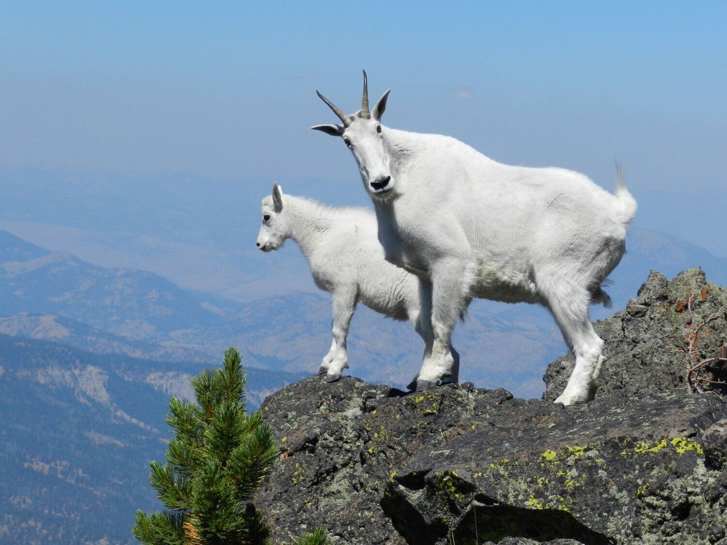 Goat Spirit Animal: What Does a Goat Symbolize?