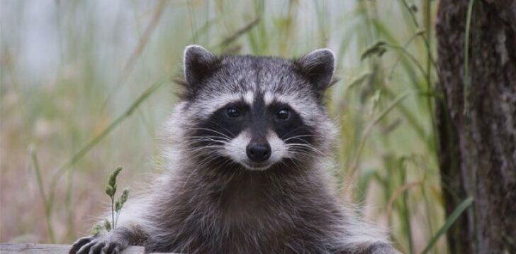 Racoon: spiritual meaning