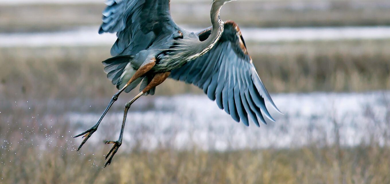 12 Spiritual Meanings of Blue Heron as Totem Animal