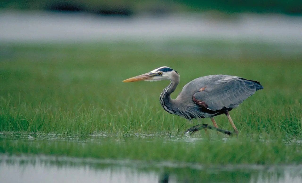 12 Spiritual Meanings of Blue Heron as Totem Animal