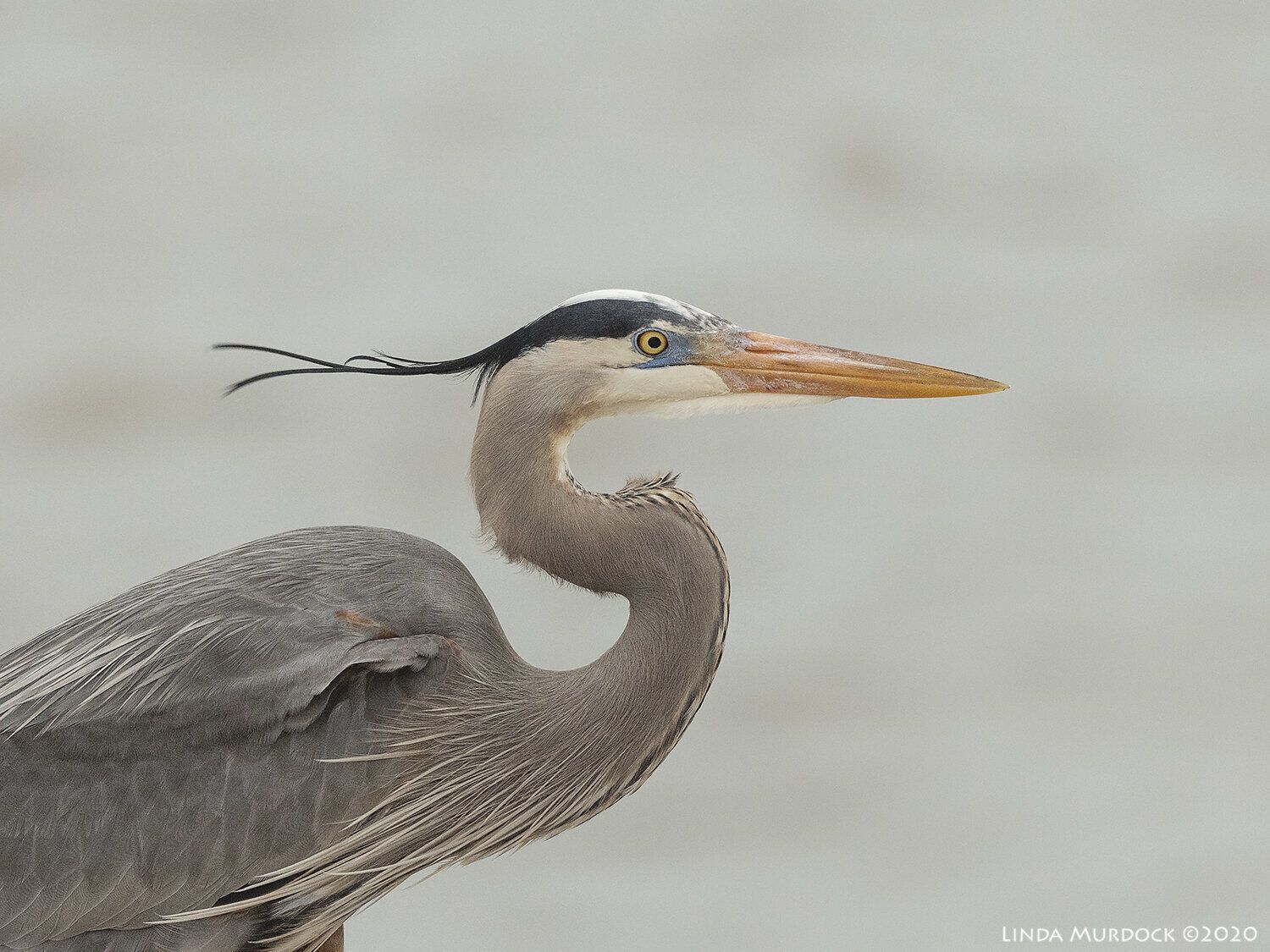 12 Spiritual Meanings of Blue Heron as Totem Animal