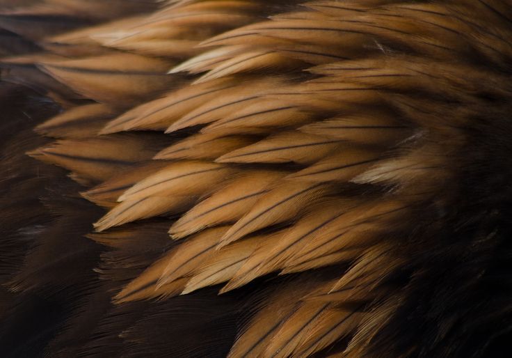 11 Spiritual Meanings of Brown Feather