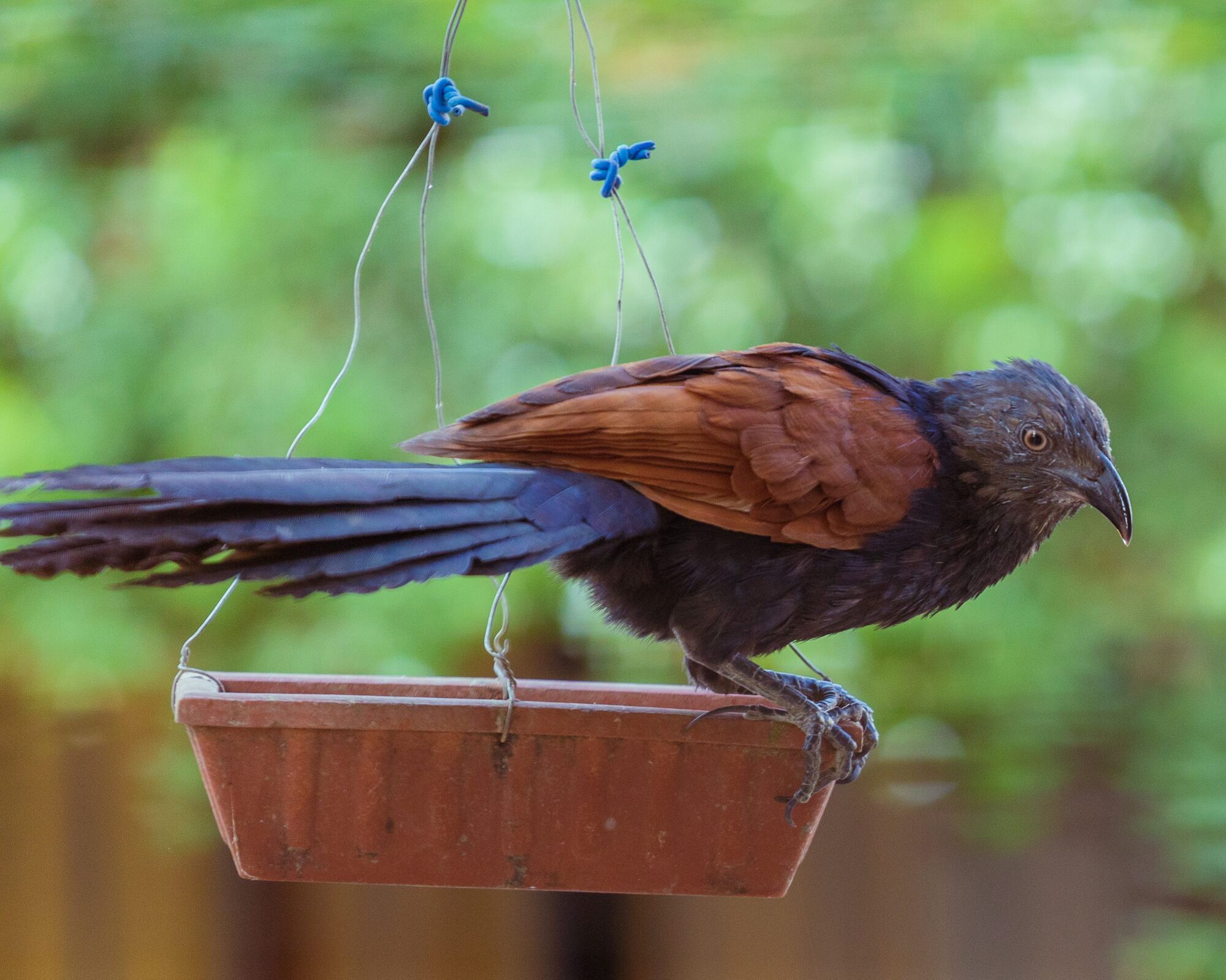 11 Spiritual Meanings of Brown Feather