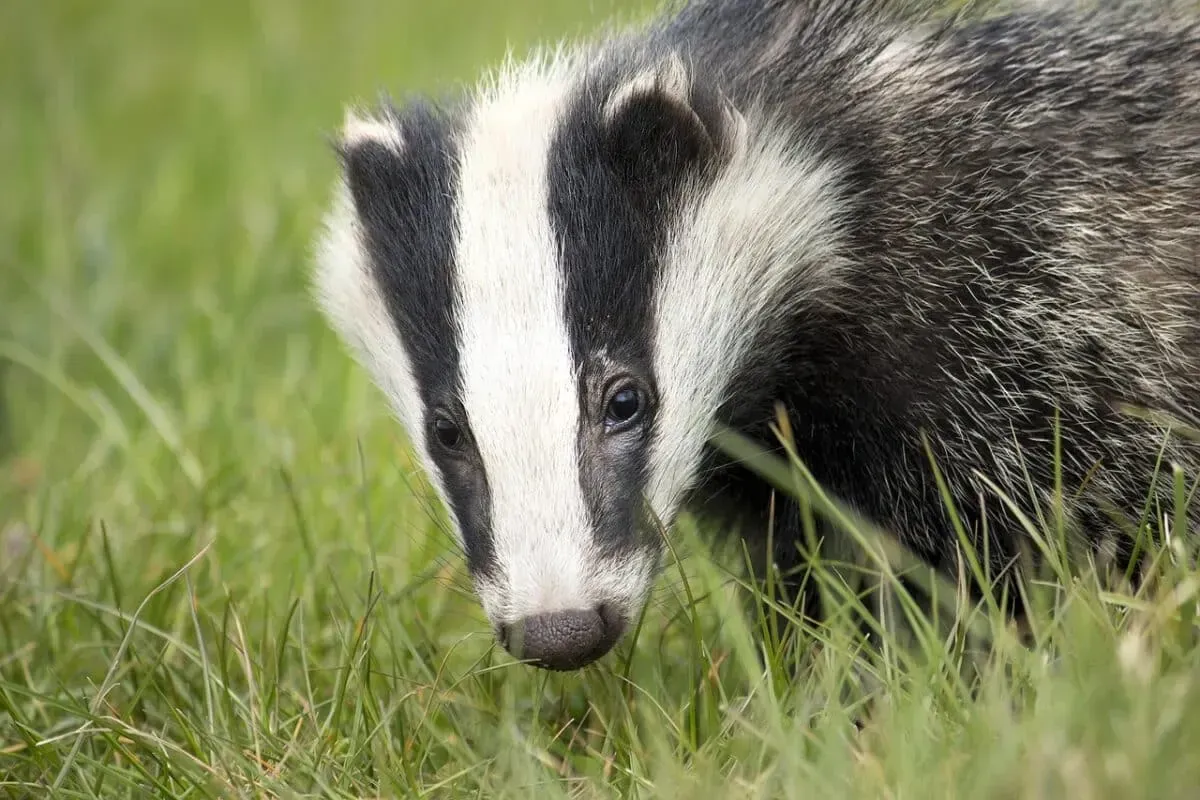 What Badgers Mean in Dreams?