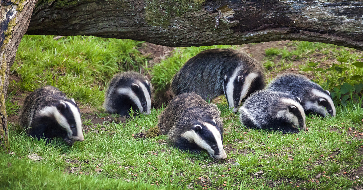 What Badgers Mean in Dreams?