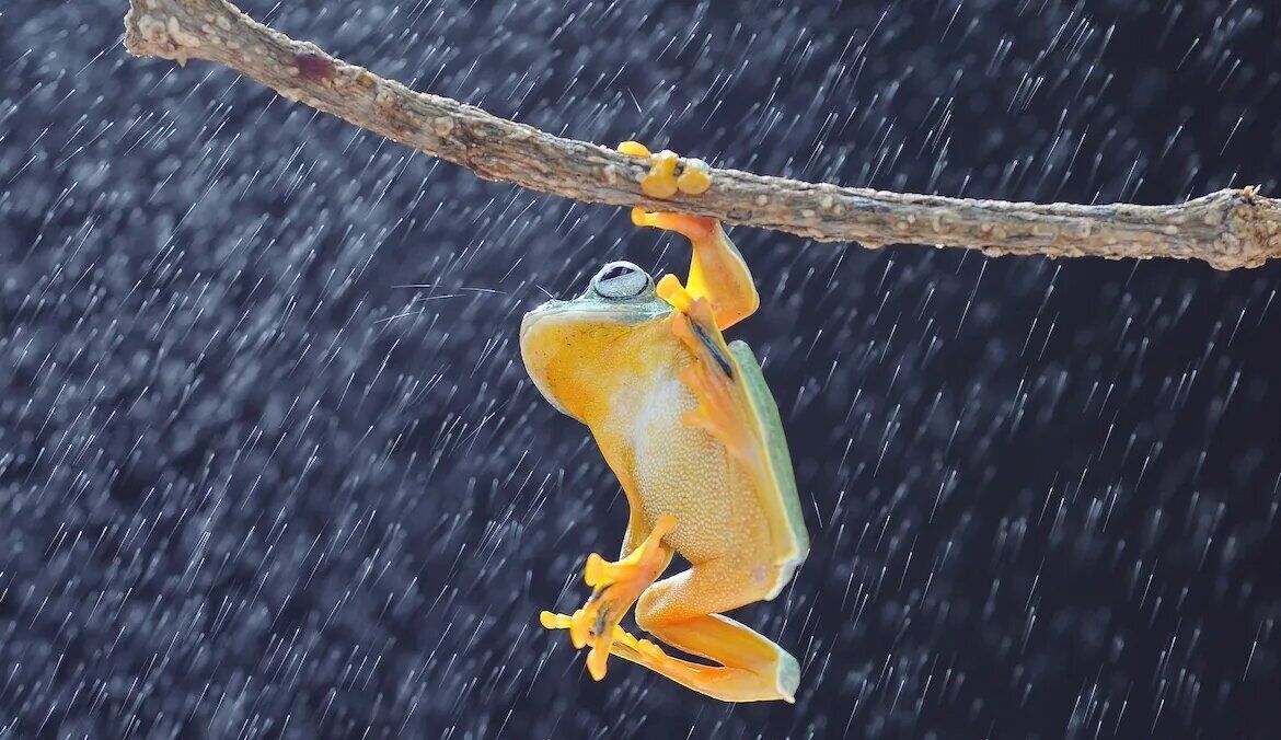 Spiritual meanings of frogs