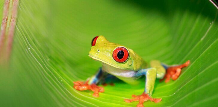 Spiritual meanings of frogs