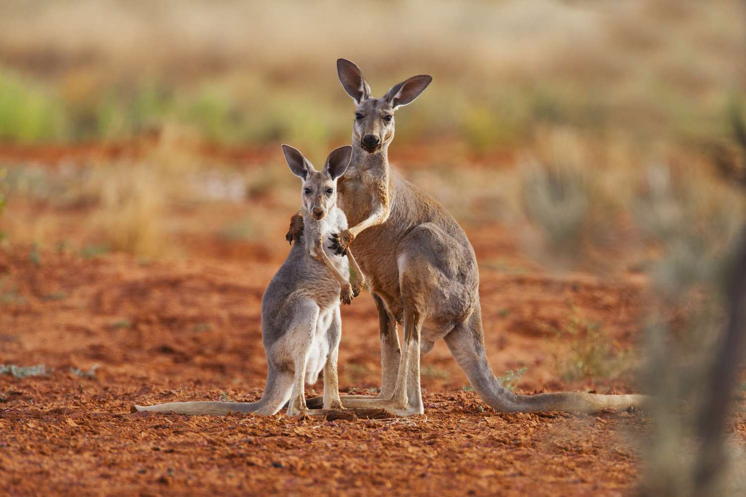 4 Possible Interpretations of Kangaroo Dreams