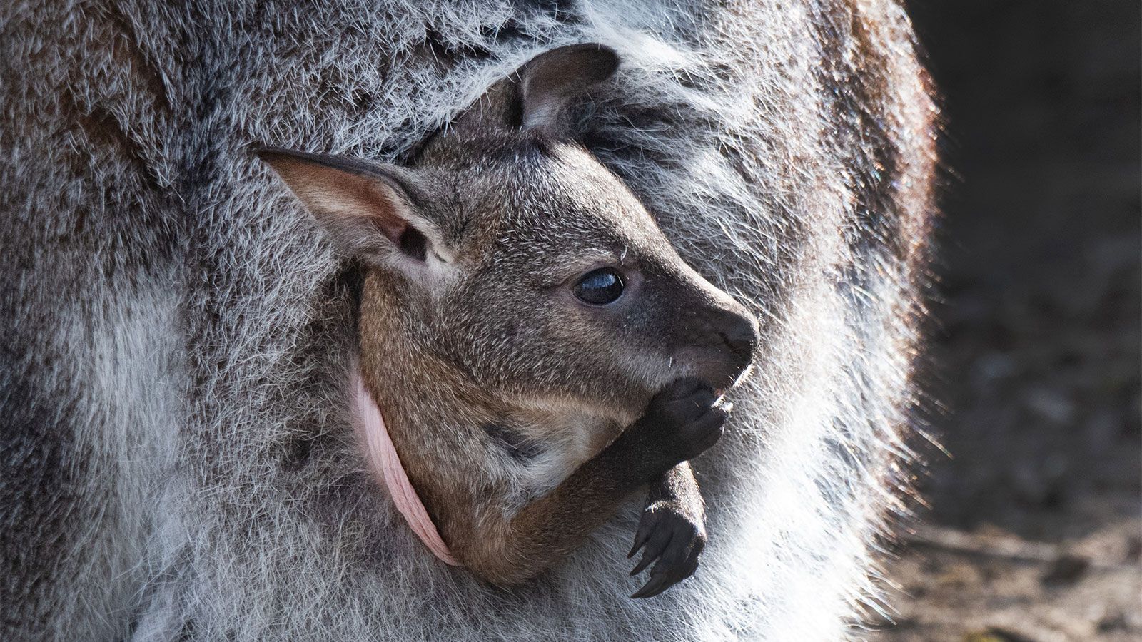 4 Possible Interpretations of Kangaroo Dreams