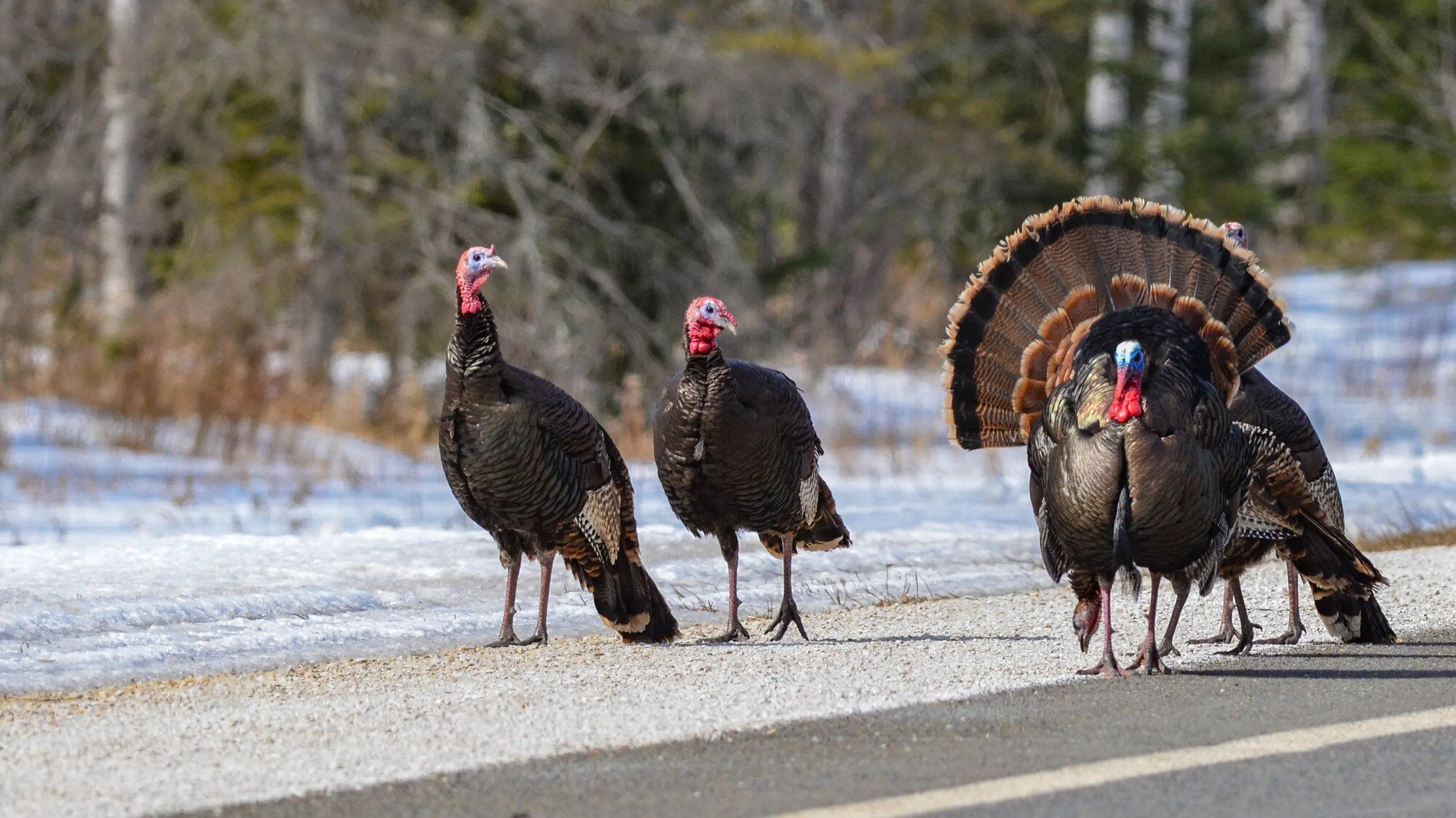 Turkey Spirit Animal: Power and Symbolism