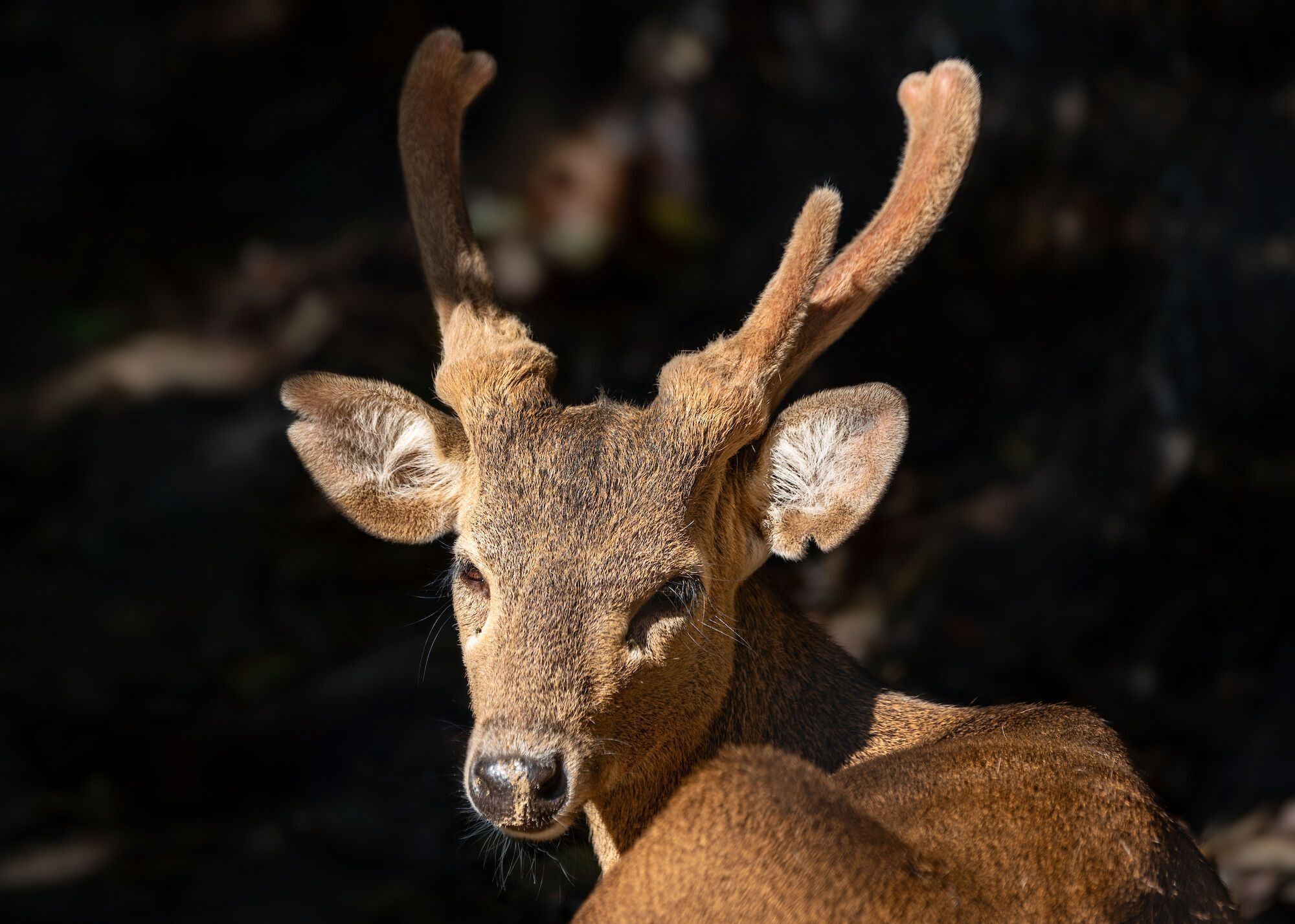 8 Spiritual Meanings of a Deer Staring at You