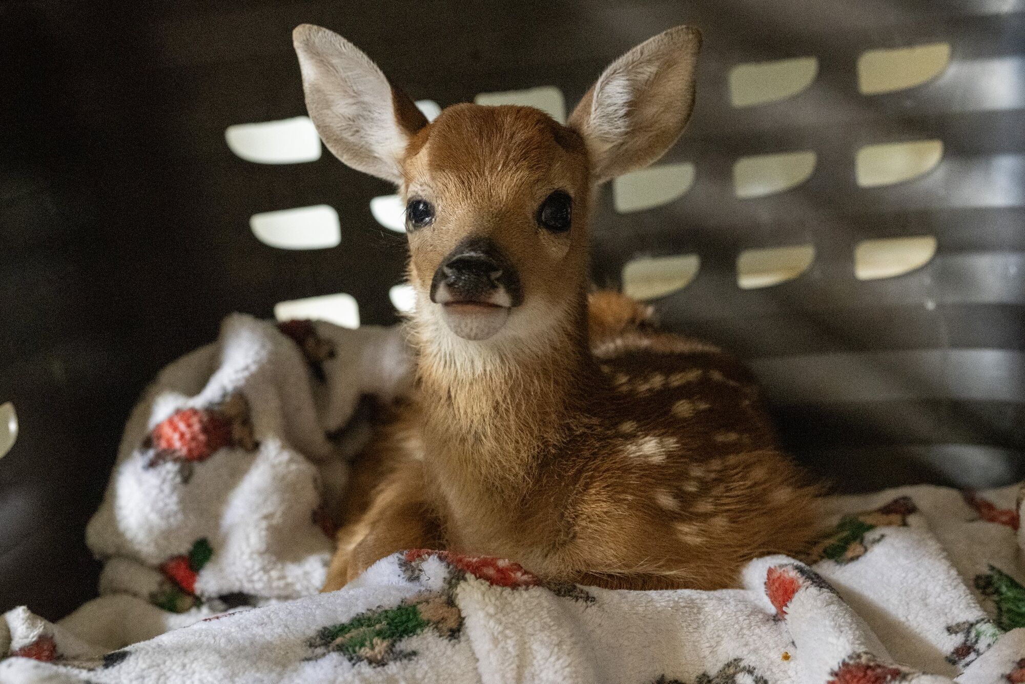 8 Spiritual Meanings of a Deer Staring at You