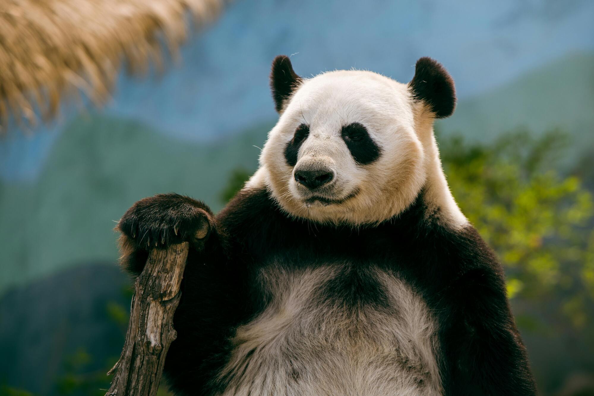 What Panda Symbolizes as Spirit Animal