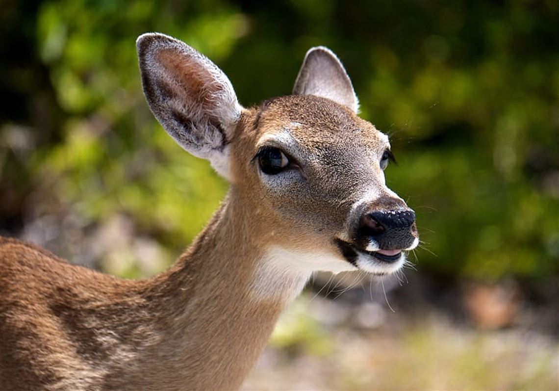 8 Spiritual Meanings of a Deer Staring at You