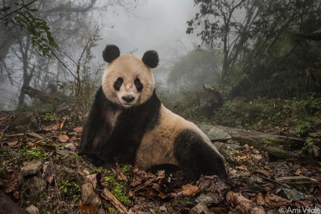 What Panda Symbolizes as Spirit Animal