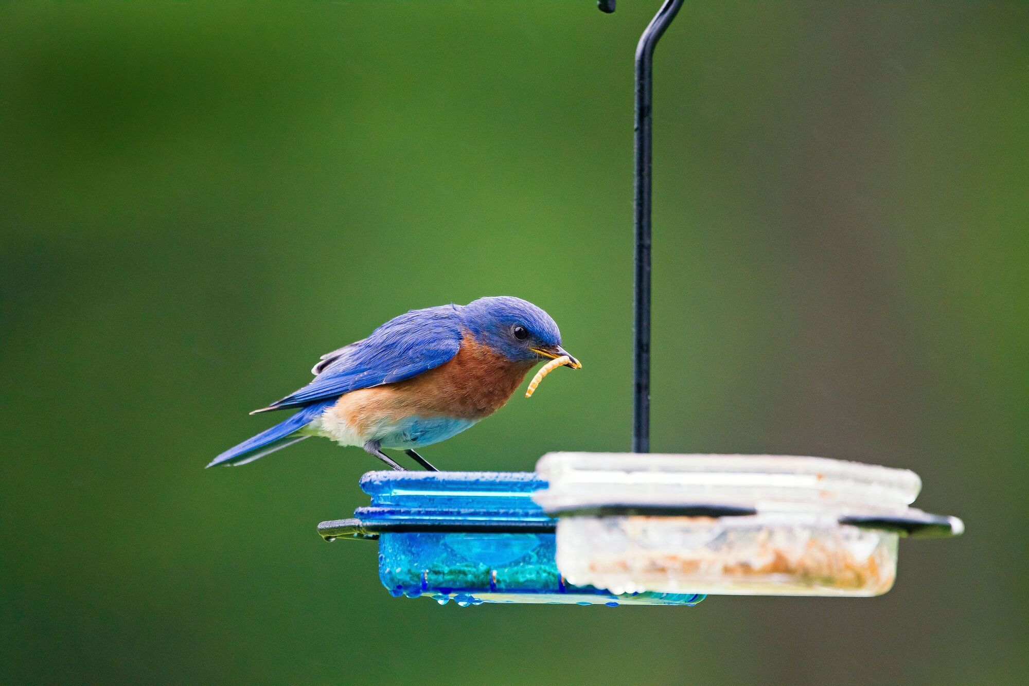 12 Spiritual Meanings of Seeing a Bluebird