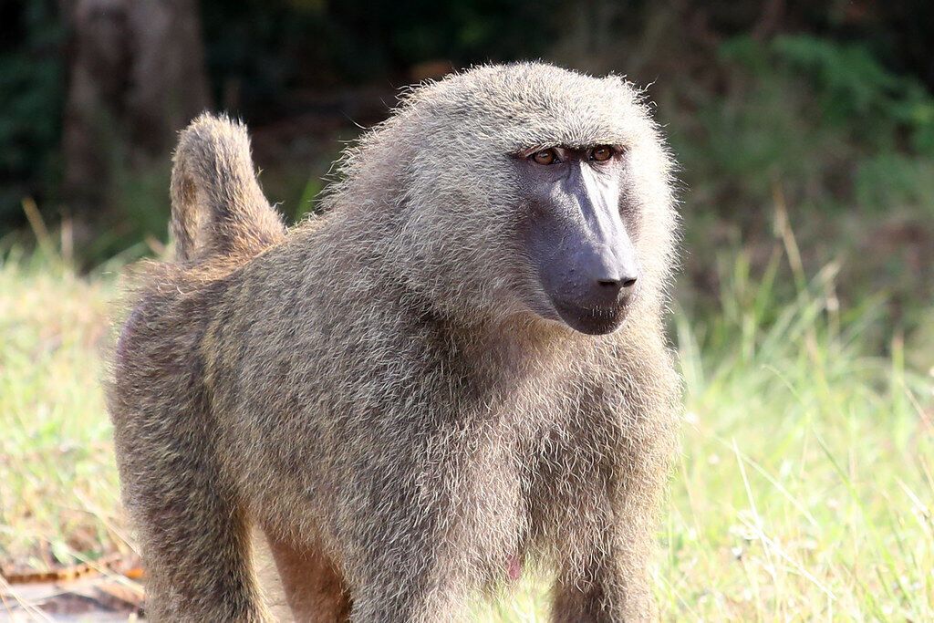 What Does a Baboon Mean in Your Dream?