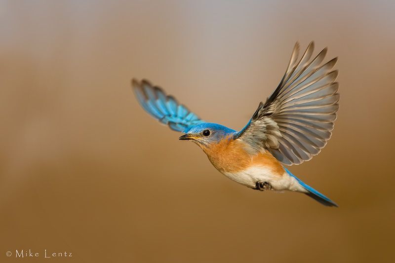 12 Spiritual Meanings of Seeing a Bluebird