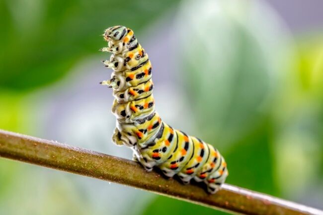 Caterpillar Spirit Animal: What Does a Caterpillar Symbolize