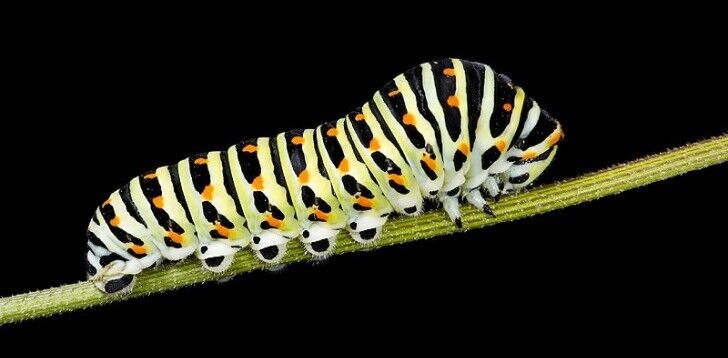 Caterpillar Spirit Animal: What Does a Caterpillar Symbolize