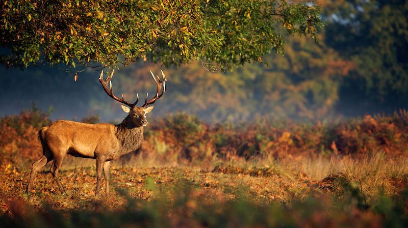 Buck Spirit Animal: What Does a Buck Symbolize