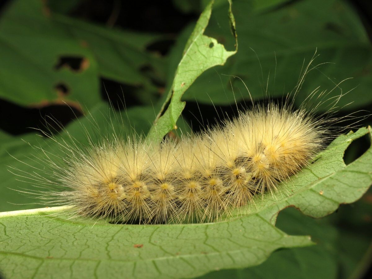 Caterpillar Spirit Animal: What Does a Caterpillar Symbolize