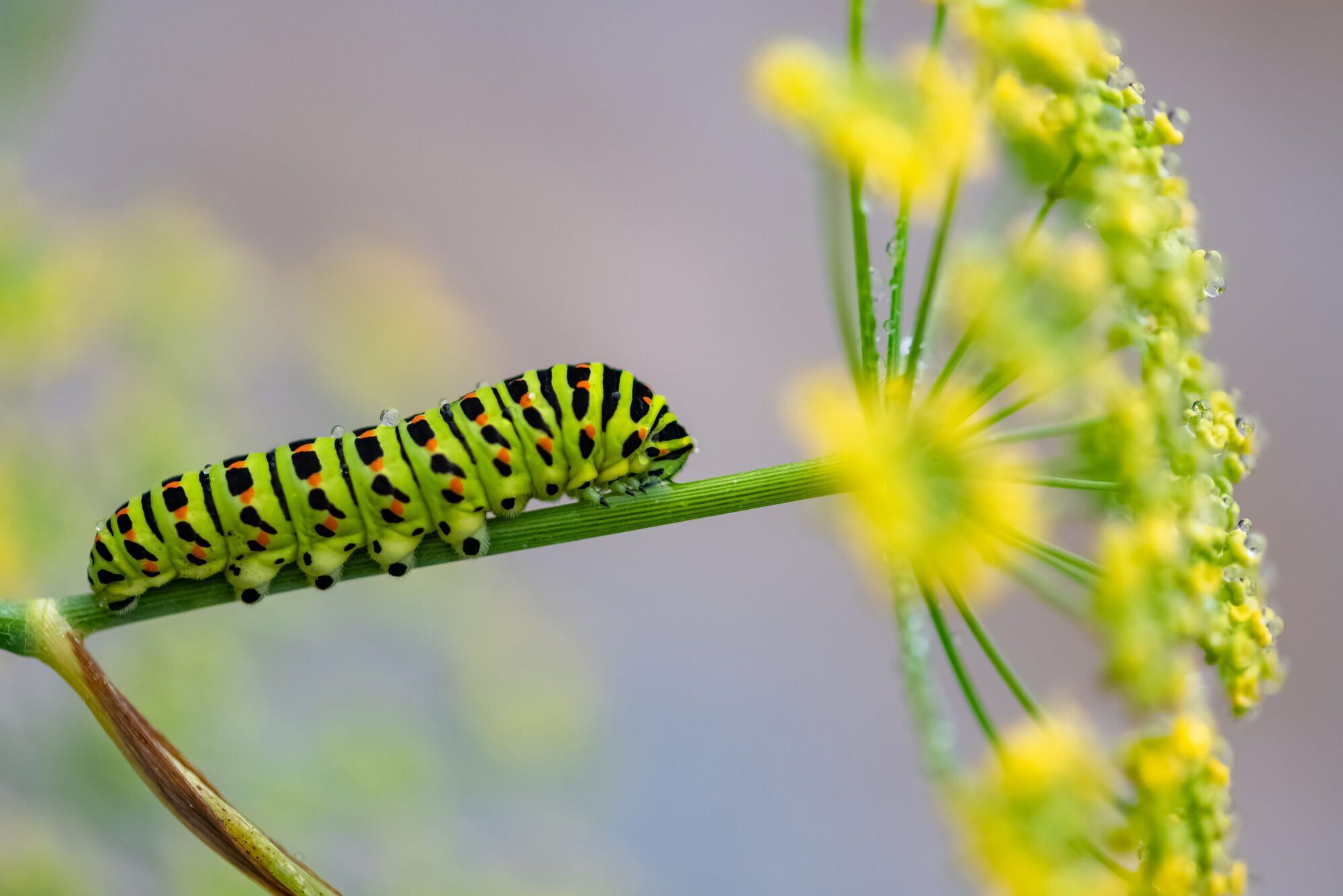 Caterpillar Spirit Animal: What Does a Caterpillar Symbolize