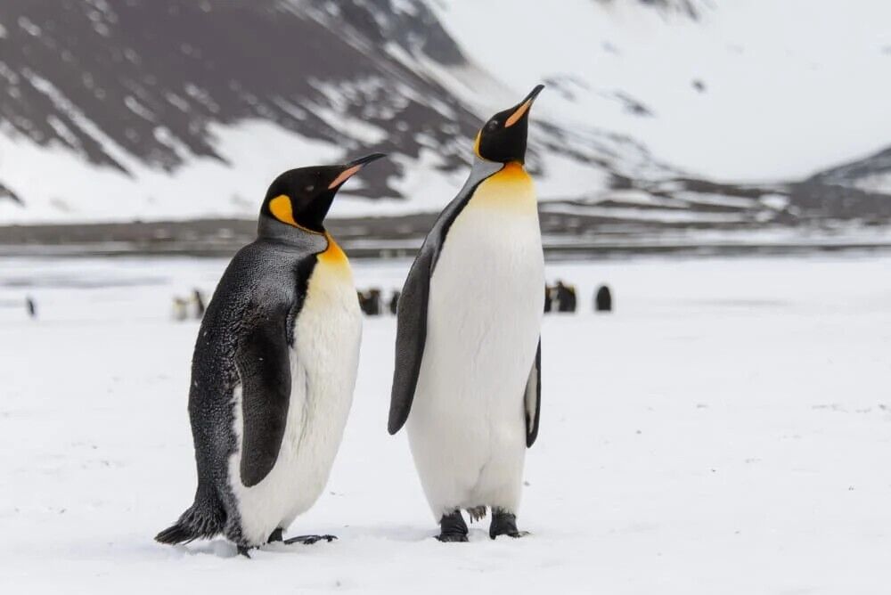 Penguin Spirit Animal: What Does a Penguin Symbolize?