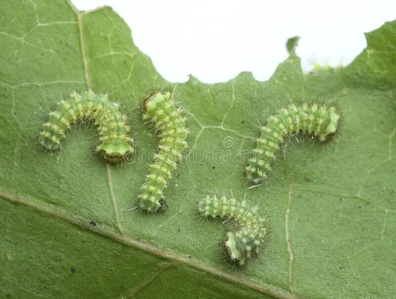 Caterpillar Spirit Animal: What Does a Caterpillar Symbolize