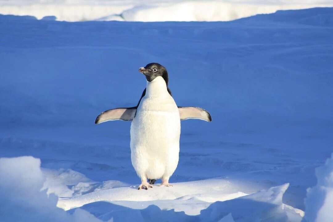 Penguin Spirit Animal: What Does a Penguin Symbolize?