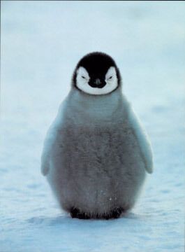 Penguin Spirit Animal: What Does a Penguin Symbolize?