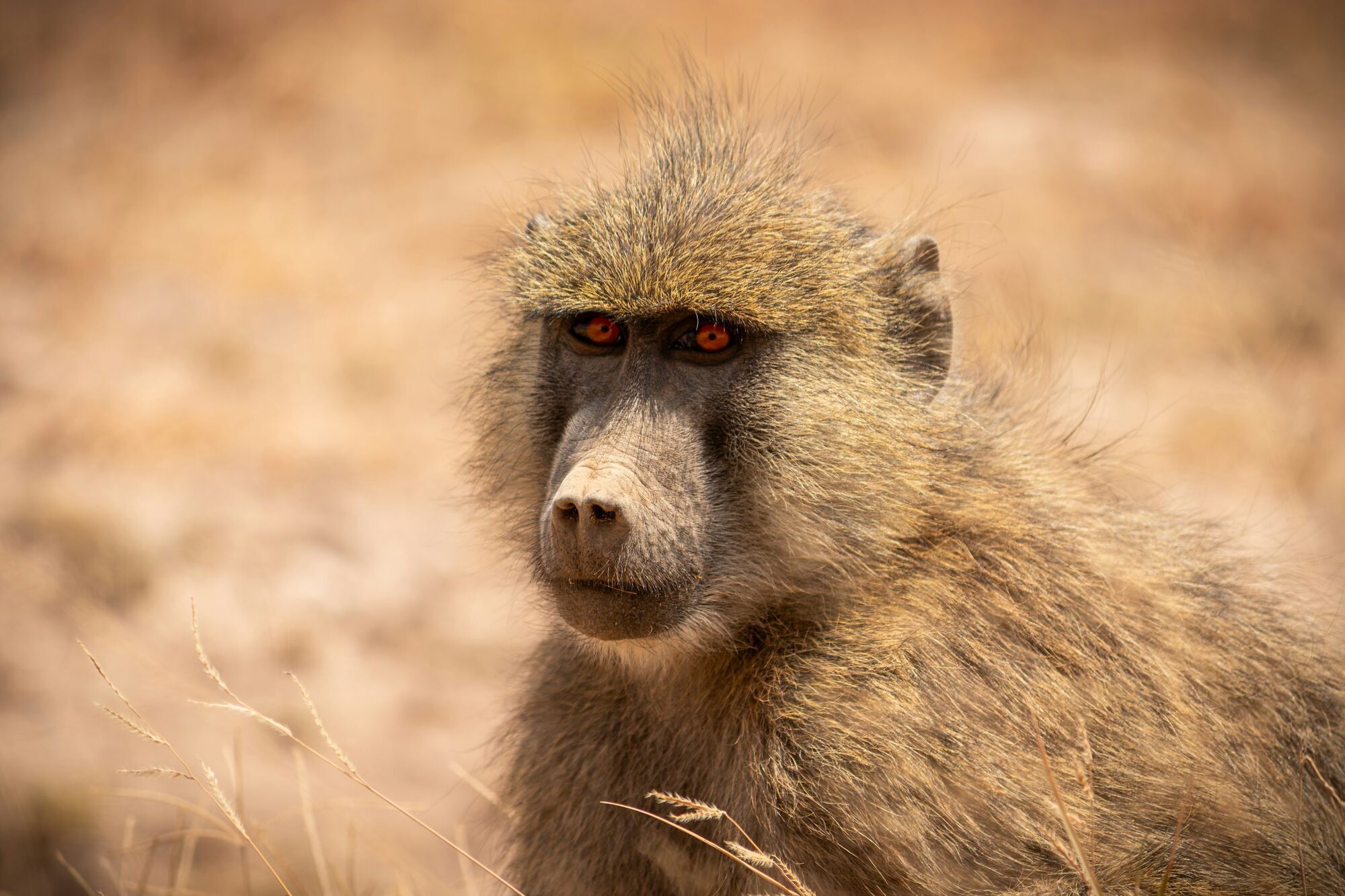 What Does a Baboon Mean in Your Dream?