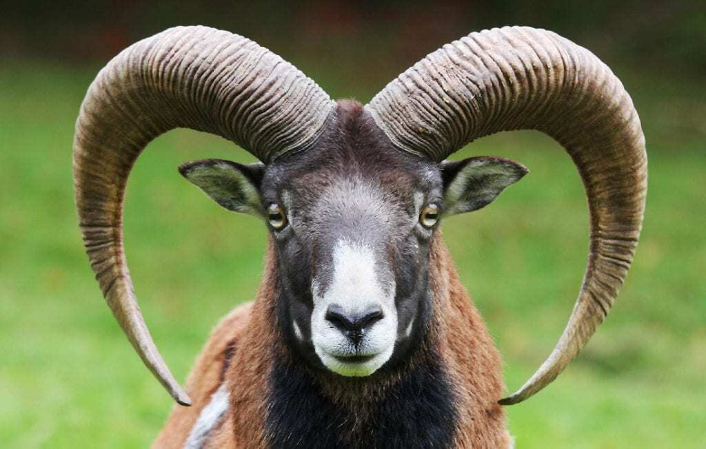 Ram Spirit Animal: Symbolism and Meanings