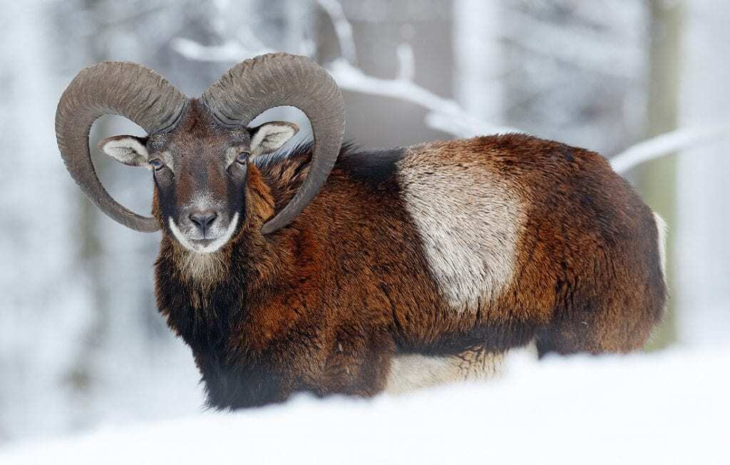 Ram Spirit Animal: Symbolism and Meanings