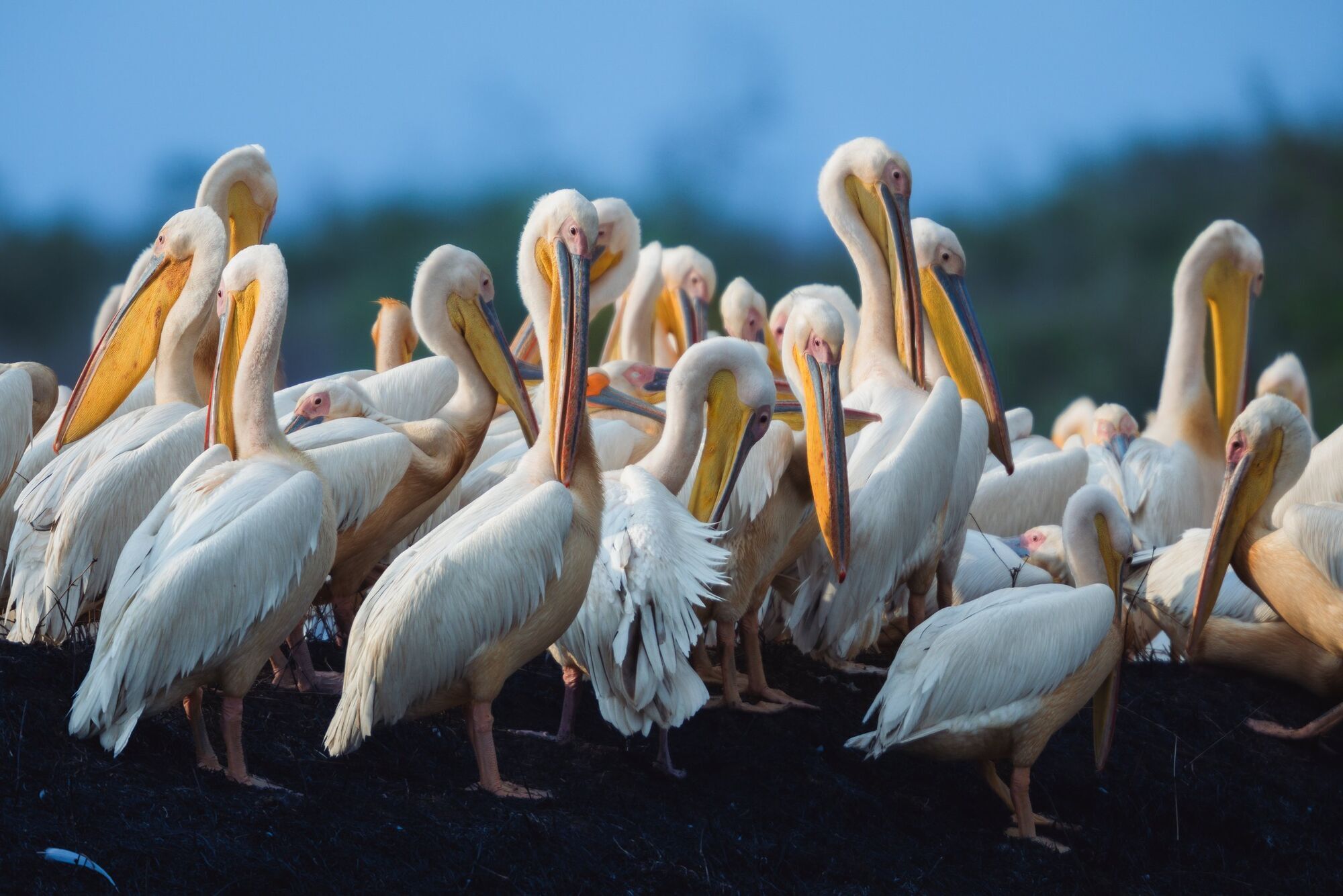 8 Spiritual Meanings of a Pelican Crossing Your Path