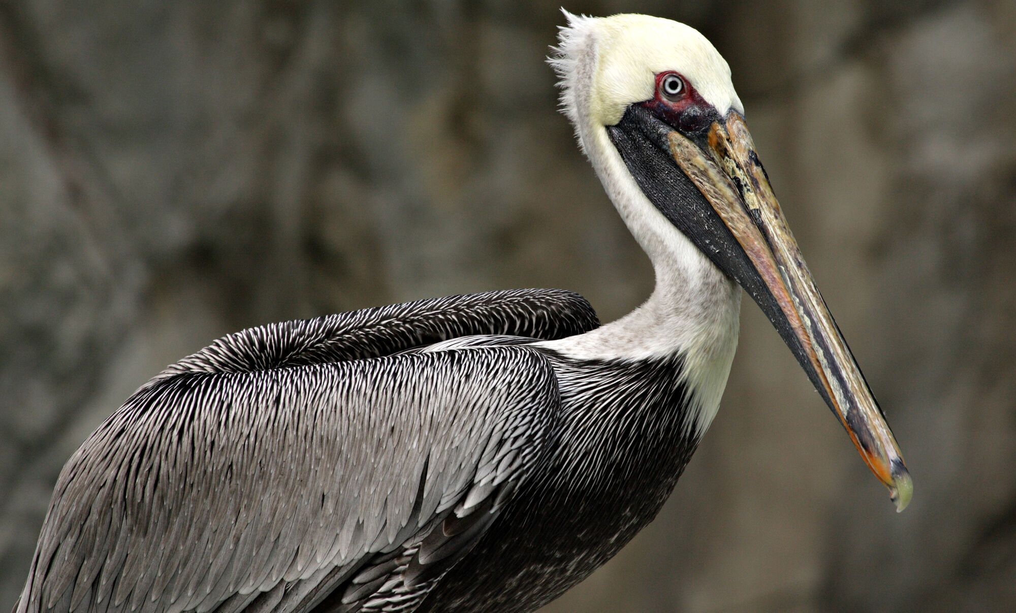 8 Spiritual Meanings of a Pelican Crossing Your Path