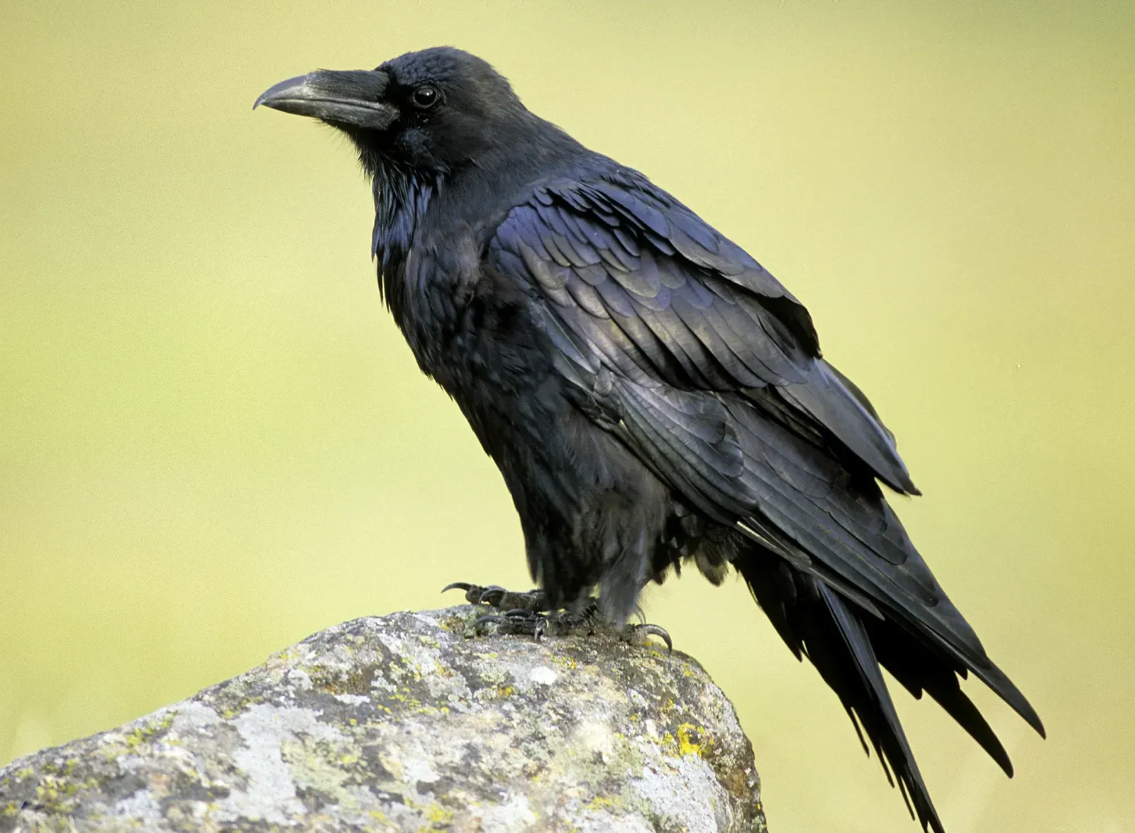 Raven Spirit Animal: What Does a Raven Symbolize?