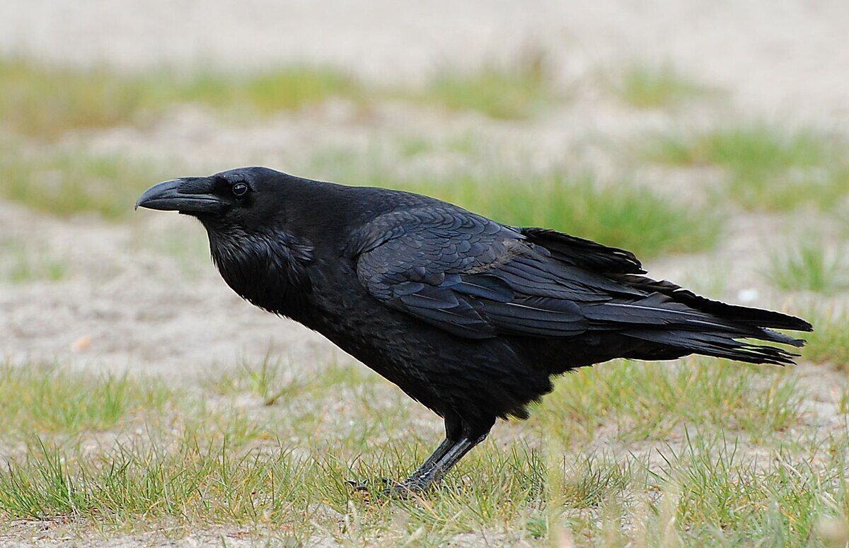 Raven Spirit Animal: What Does a Raven Symbolize?